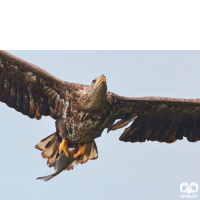 گونه عقاب دریایی دم سفید White tailed Eagle